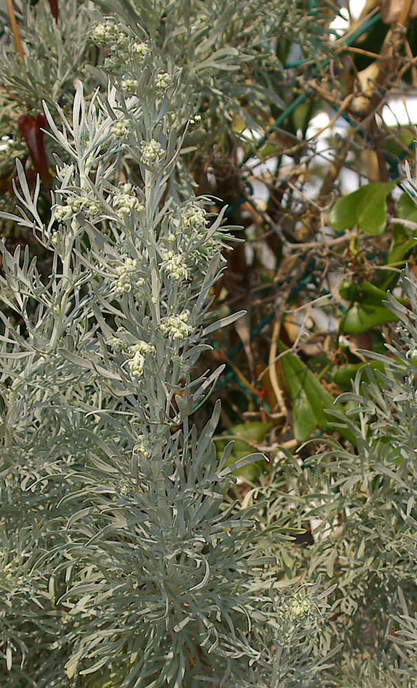 Artemisia arborescens/Assenzio arbustivo